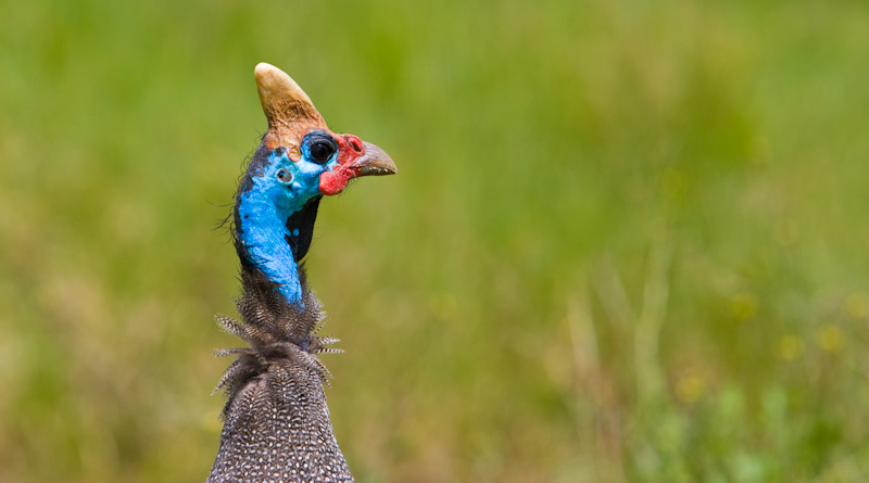 Helmeted Guineafowl